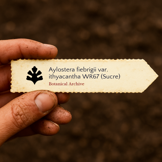 アイロステラ・フィエブリギイ var. イサカンサ WR67（スクレ）種子