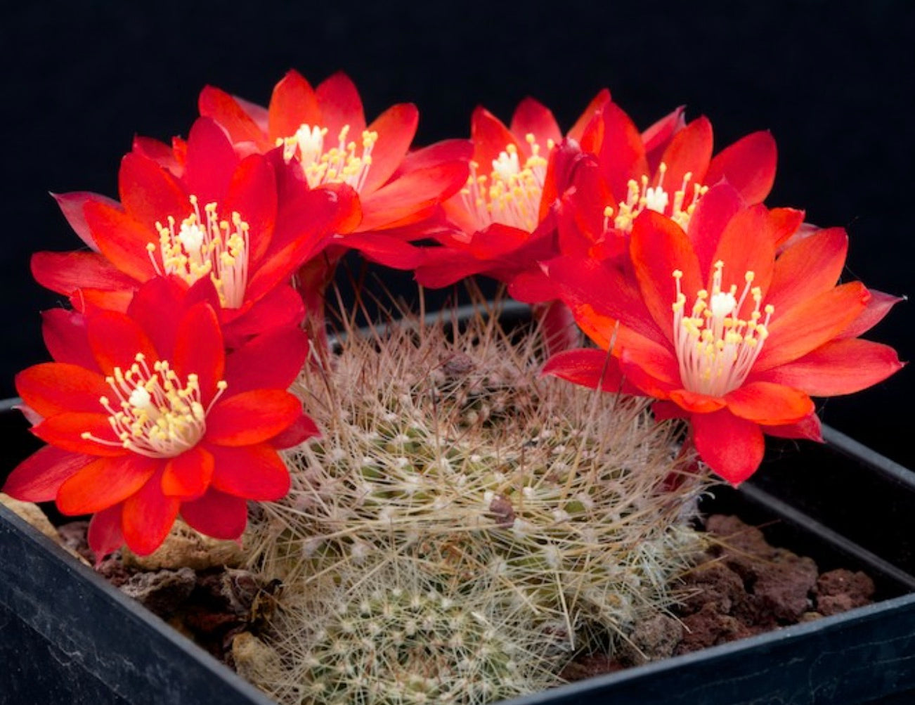Cactus Aylostera albiareolata con fiori rossi vivaci e spine dense in vaso