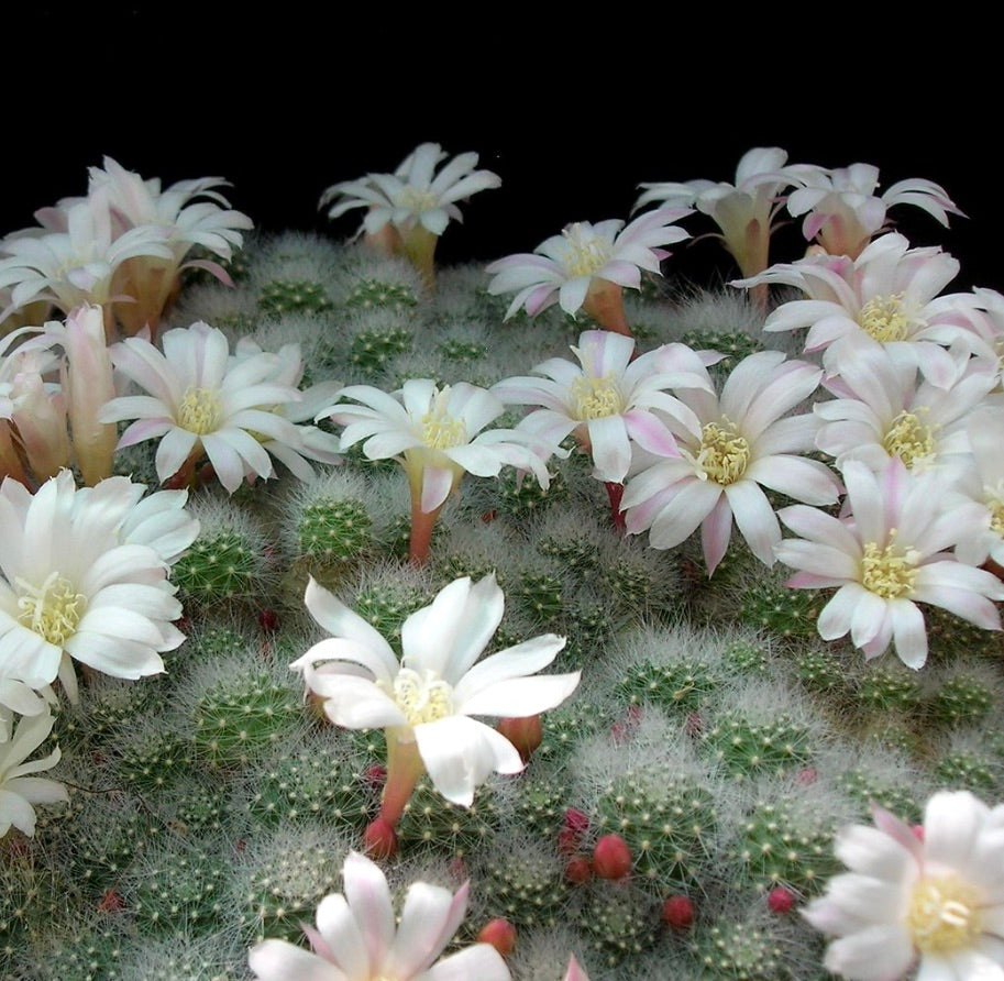 Cactus Aylostera albiflora con delicati fiori bianchi e densi steli verdi spinosi