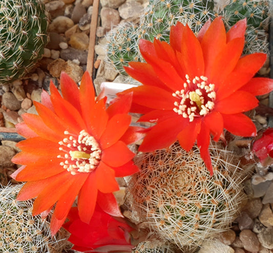 صبار أيلوسيترة ألبوبيكتيناتَا 'شاتزلِيانا' بأزهار برتقالية حمراء زاهية وشوك أبيض كثيف