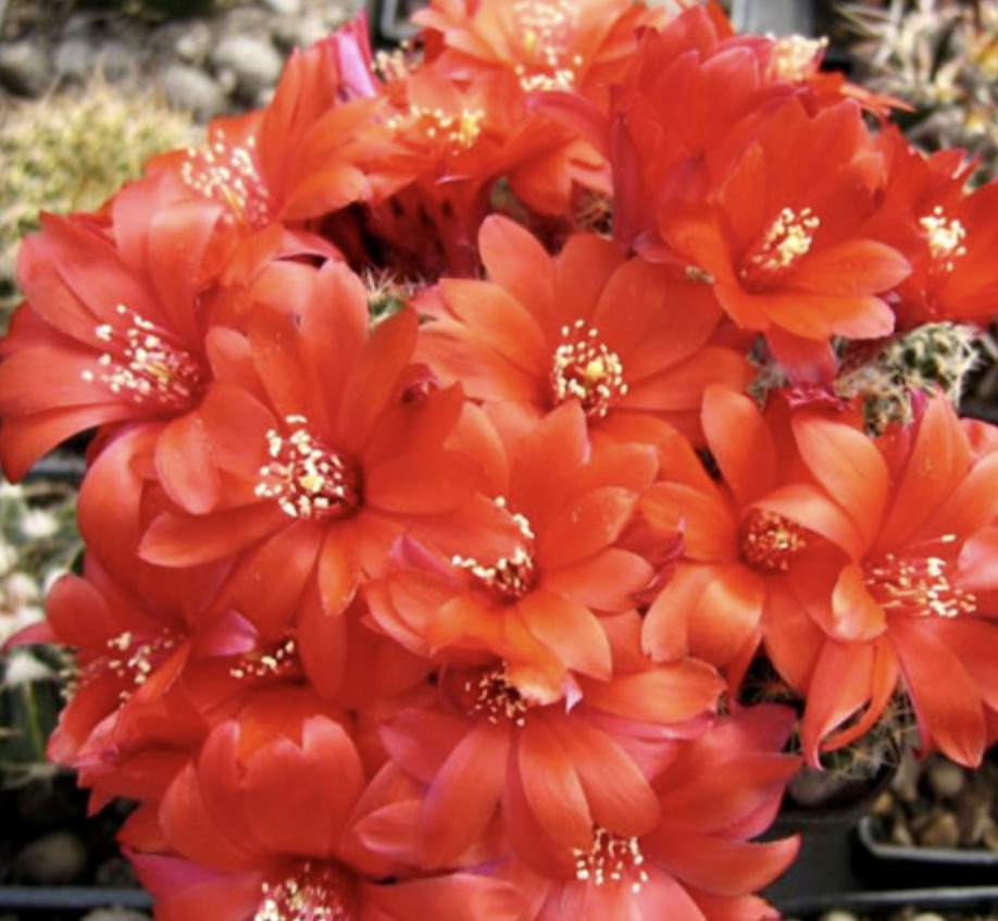 Fleurs de cactus Aylostera albopectinata 'supthutiana' rouge vif avec de délicates étamines blanches en pleine floraison