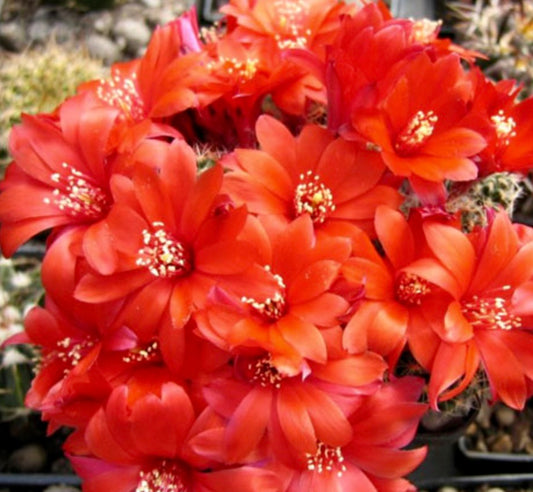 أيلوسيرا ألبوبيكتيناتا 'سوبثوتيانا' أزهار صبار حمراء زاهية مع أسدية بيضاء رقيقة تتفتح