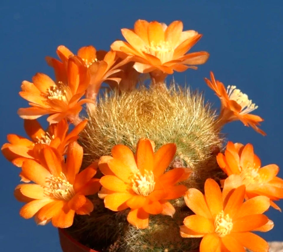 Aylostera archibuiningiana-kaktus med livlige oransje blomster og tette gyldne torner