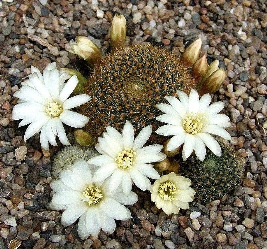 Cactus Aylostera azurduyensis con fiori bianchi a forma di stella e fusti rotondi spinati su ghiaia