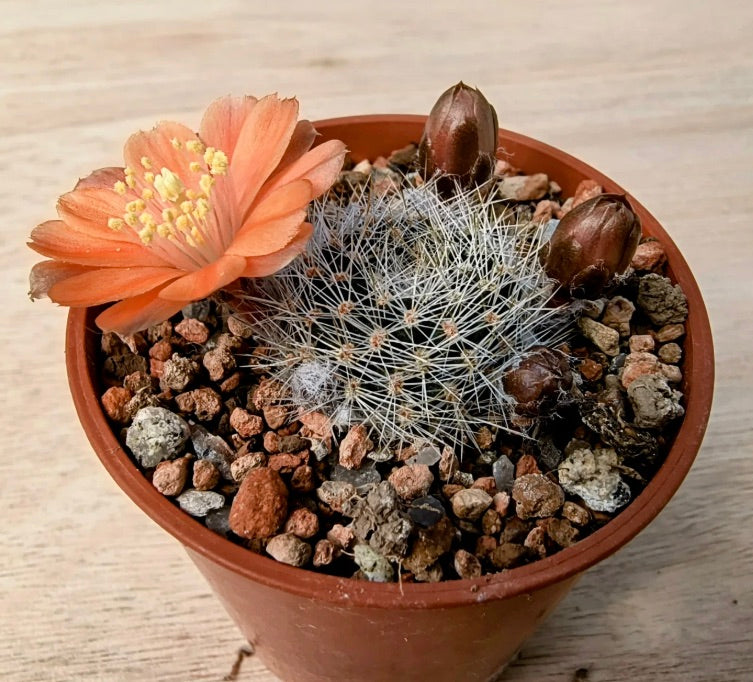 Aylostera buiningiana liten tornete kaktus med delikat oransje blomst og knopper i potte