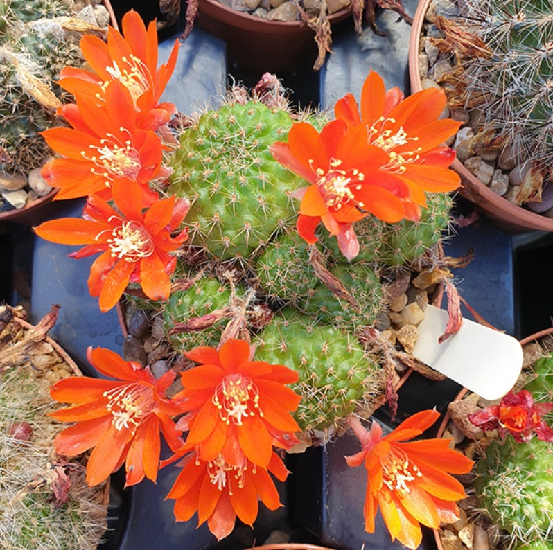 Aylostera cyanensis kleiner grüner Kaktus mit leuchtend orangefarbenen Blüten in voller Blüte