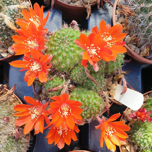 أيلوستيرأ سيانينسيس صبار صغير أخضر بأزهار برتقالية زاهية تتفتح