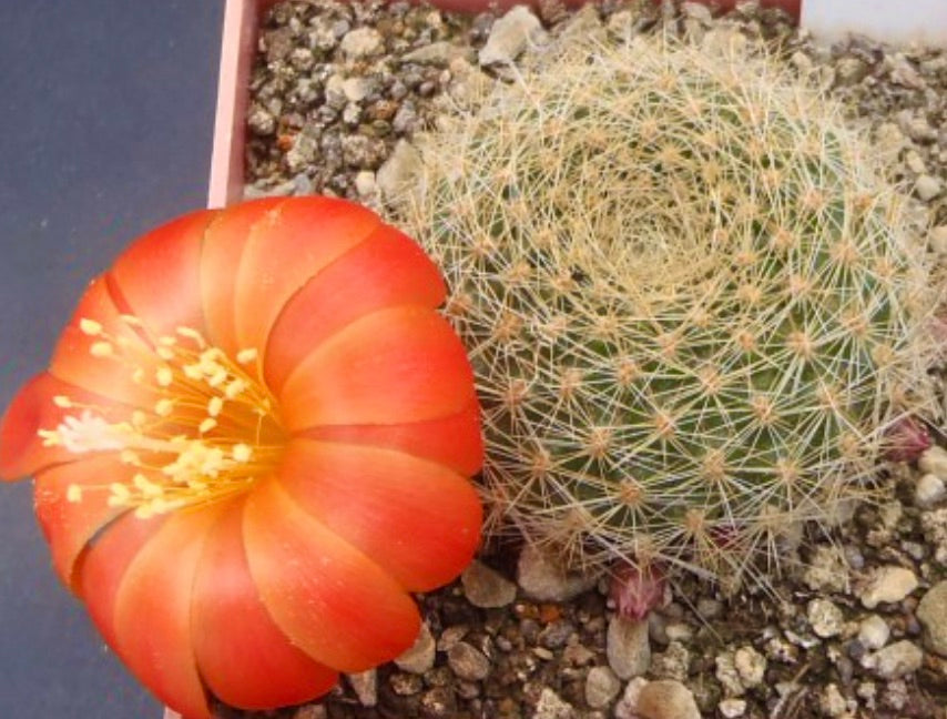 Aylostera decrescens piccolo cactus rotondo con spine dense e vivace fiore arancione in fiore