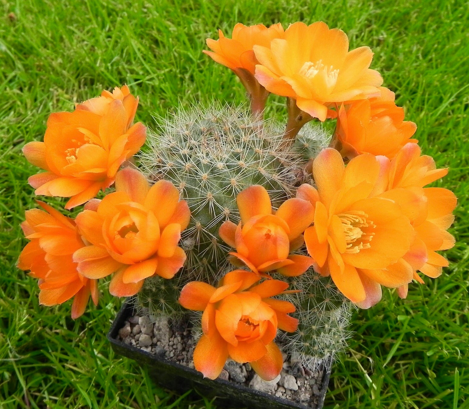 Aylostera deminuta kleine stekelige cactus met levendige oranje bloemen in bloei