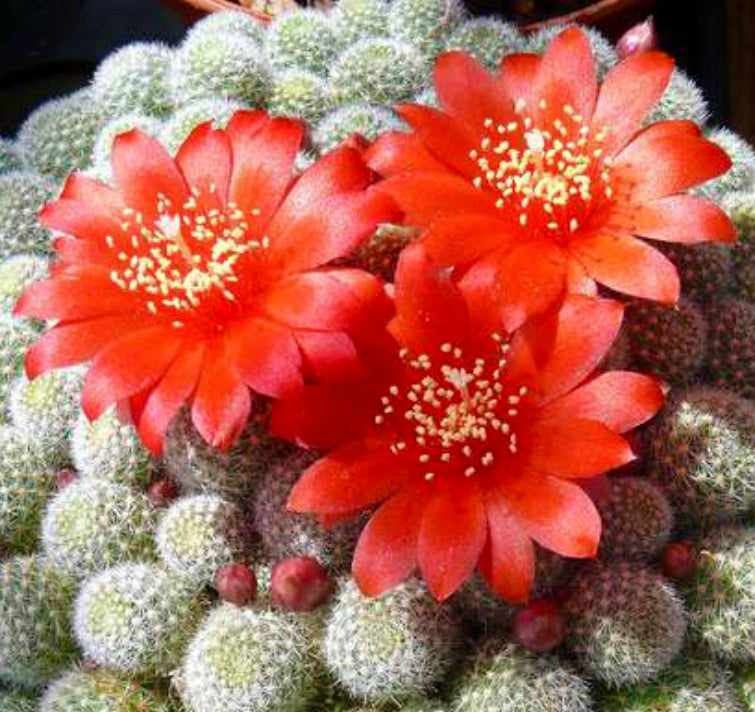 Aylostera fabrsii var. nana Kaktus mit dichten weißen Stacheln und leuchtend roten Blüten