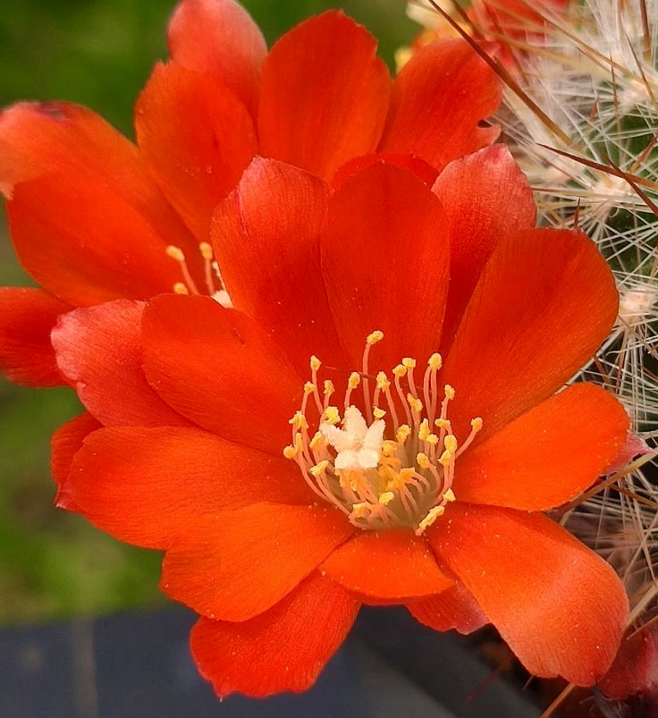 Fiori arancioni vivaci del cactus Aylostera fiebrigii con delicati stami gialli e spine
