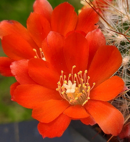 Fiori arancioni vivaci del cactus Aylostera fiebrigii con delicati stami gialli e spine