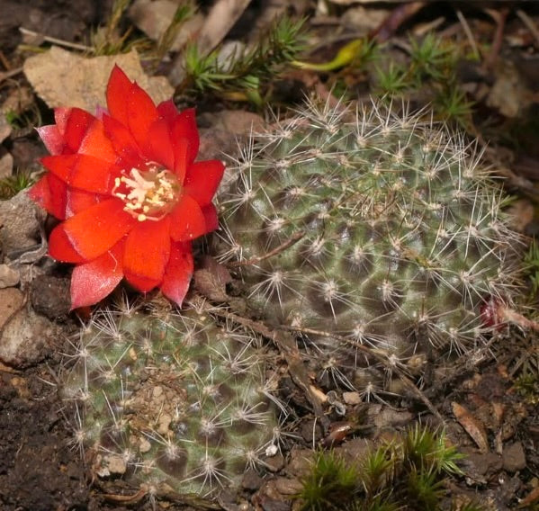 Aylostera fiebrigii kleine runde Kaktus mit leuchtend roten Blüten und weißen Dornen