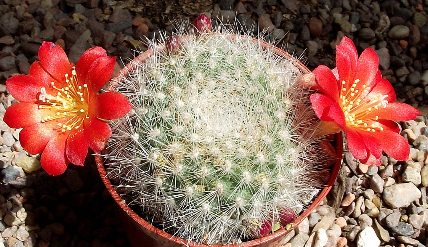 Aylostera fiebrigii sp. cochabamba witte stekelcactus met levendige rode bloemen in pot