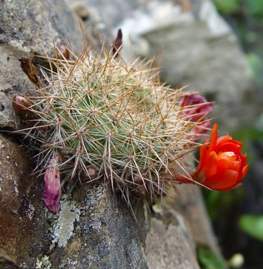 آيلوسيטרה فيبريجي سب. كومارابا صبار دائري صغير بأشواك كثيفة وزهرة برتقالية زاهية