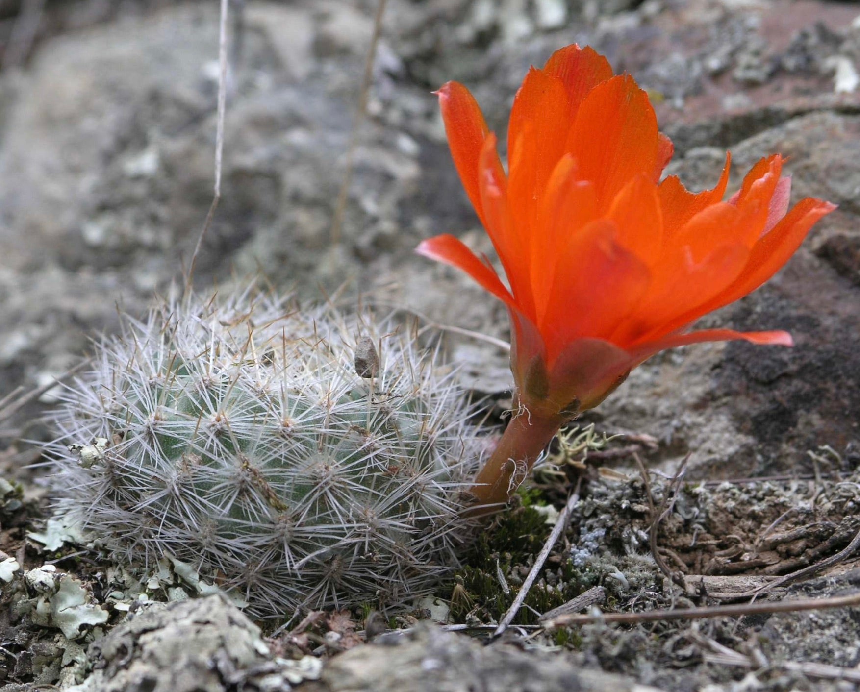 Aylostera fiebrigii piccolo cactus rotondo con spine bianche fitte e fiore arancione vivace