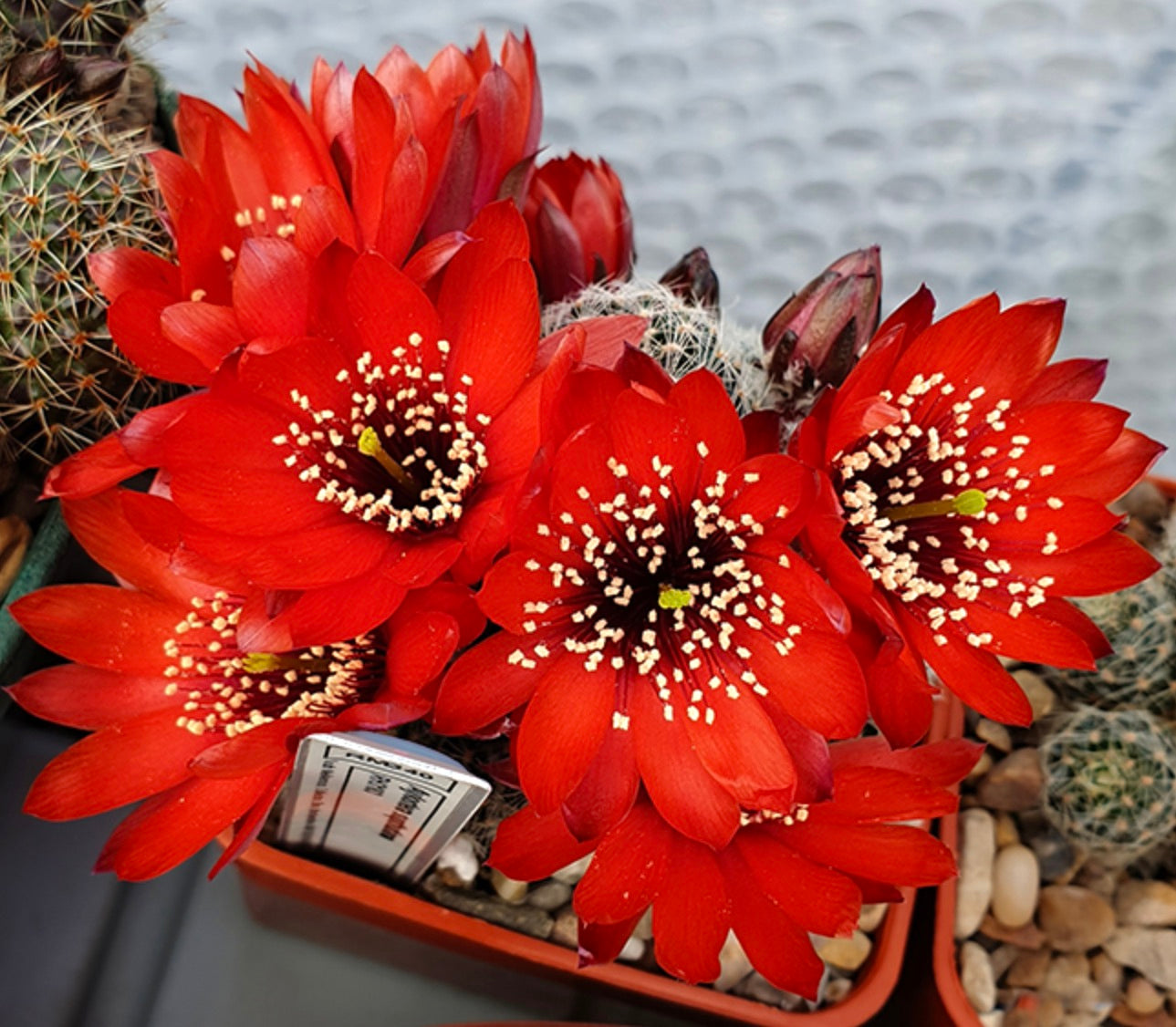 زهور الصبار الأحمر الزاهي أيليستيرا سبتوتيانا مع أسدية بيضاء ومدقات خضراء تتفتح في وعاء