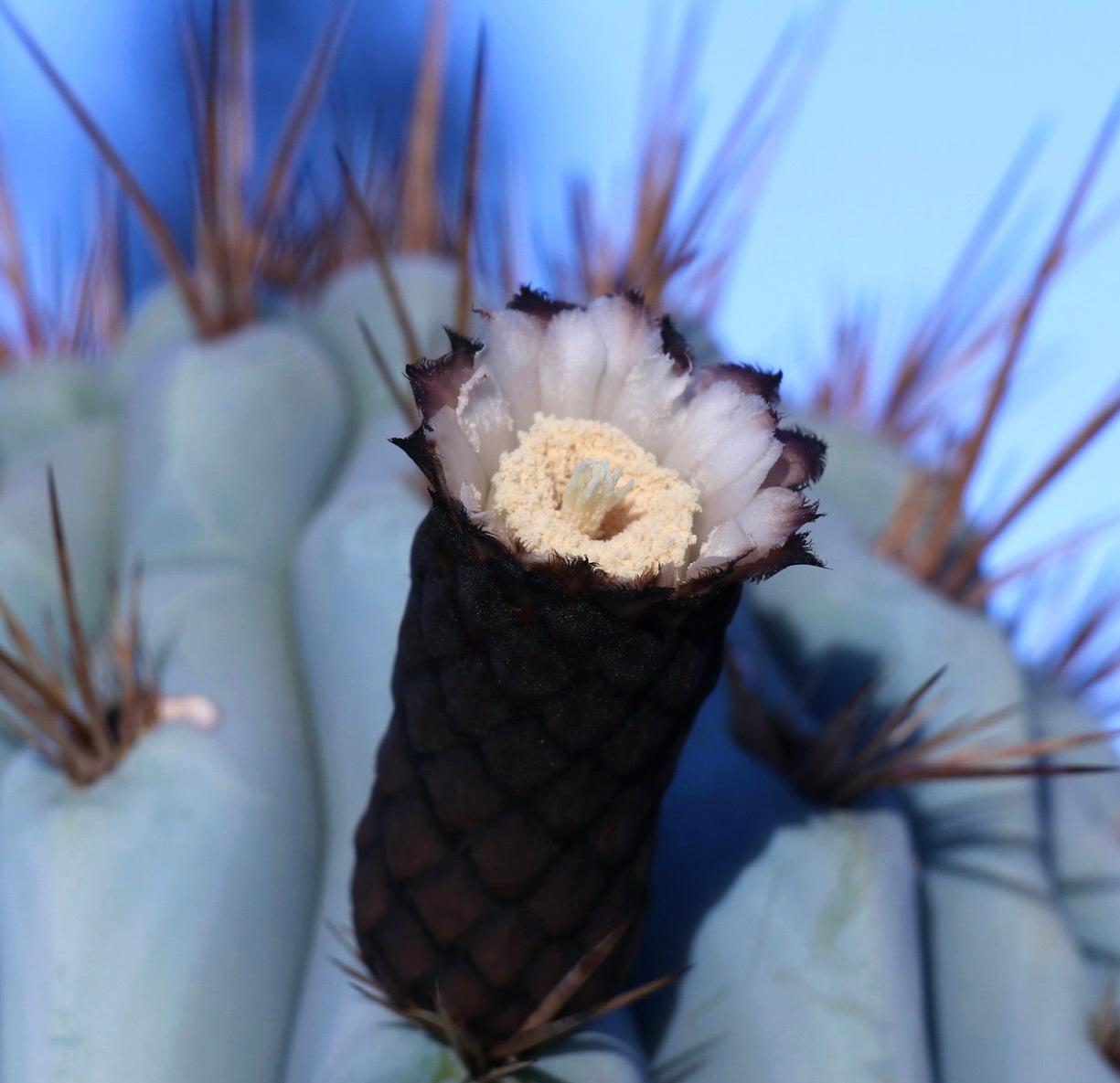 Azureocereus hertlingianus zeldzame cactus met lichtblauwe stengels en witte bloem met donkere randen