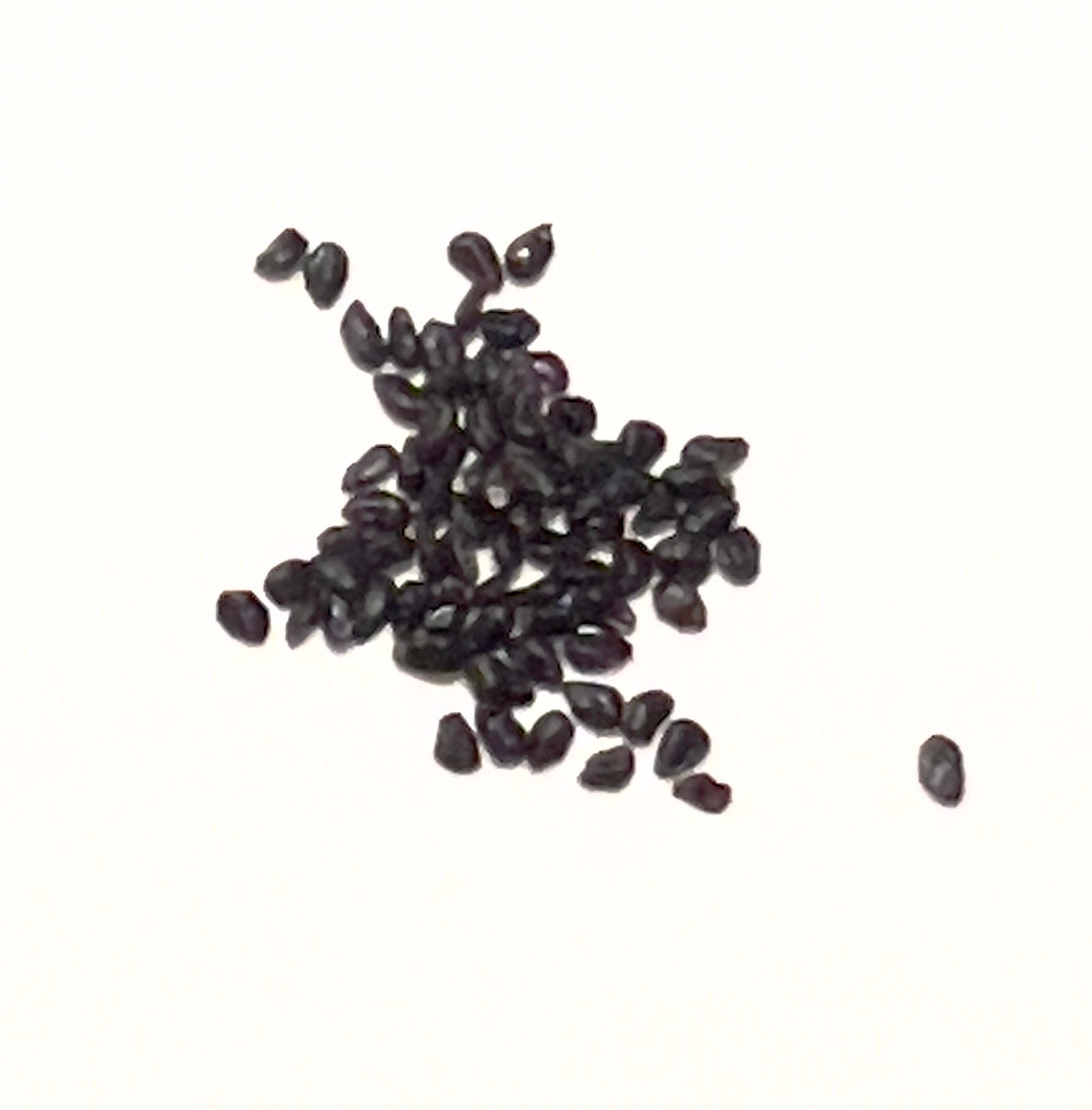 Azureocereus hertlingianus kleine donkere cactuszaden op witte achtergrond