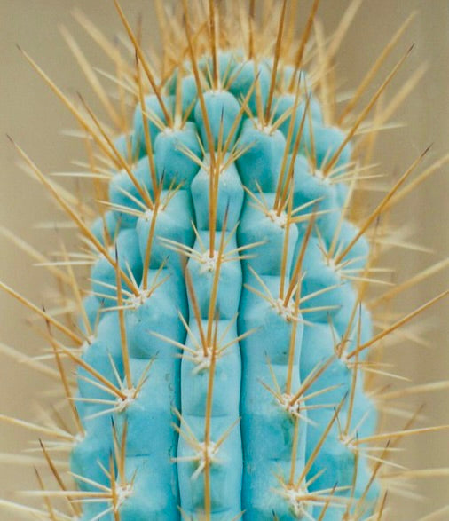 แอซูรีโอเซอเรียส เวอรีดิสร กล้วยไม้ทะเลทรายสีน้ำเงินหายาก มีหนามทองยาวและโครงสร้างที่มีซี่สัน