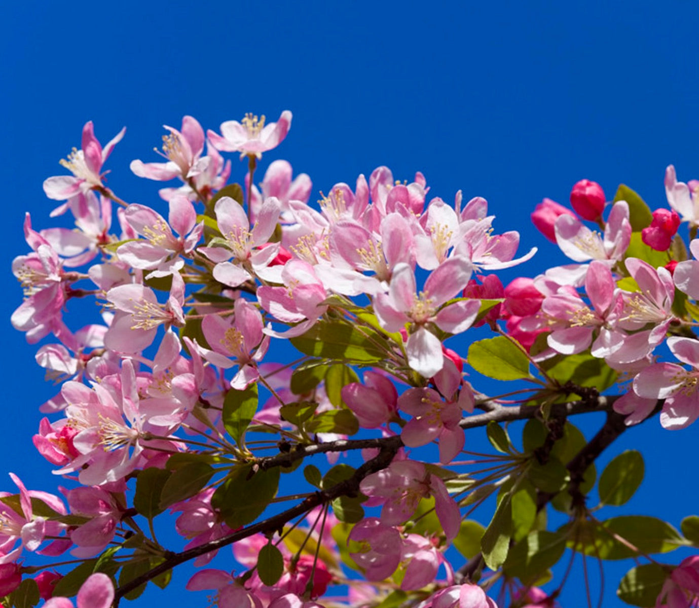 Malus floribunda 30-60cm