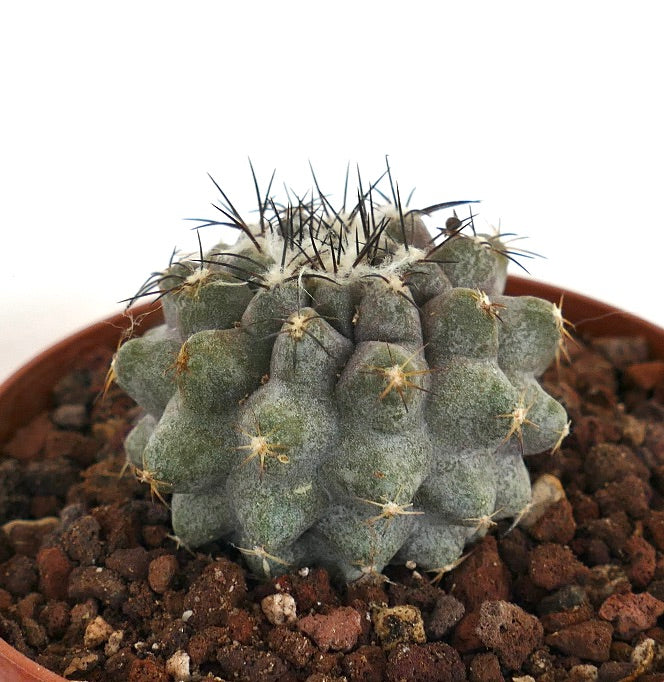 Copiapoa humilis AC7