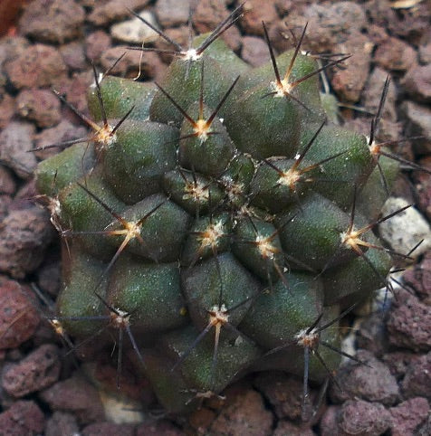 Copiapoa cinerea X humilis SAB42