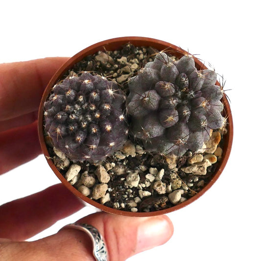 Copiapoa humilis (2 seedlings) 85