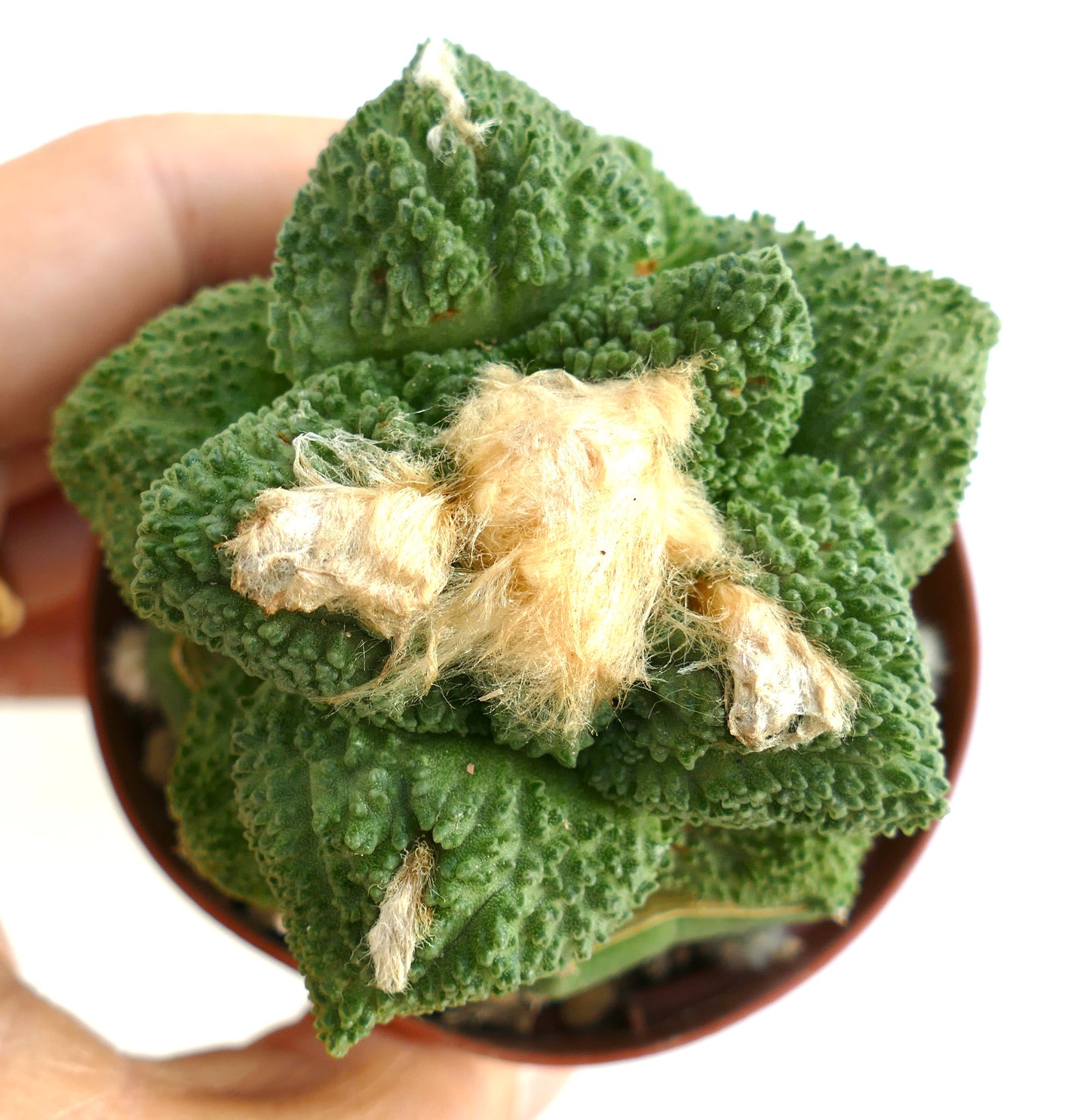 Ariocarpus hintonii GODZILLA fat leaves SA