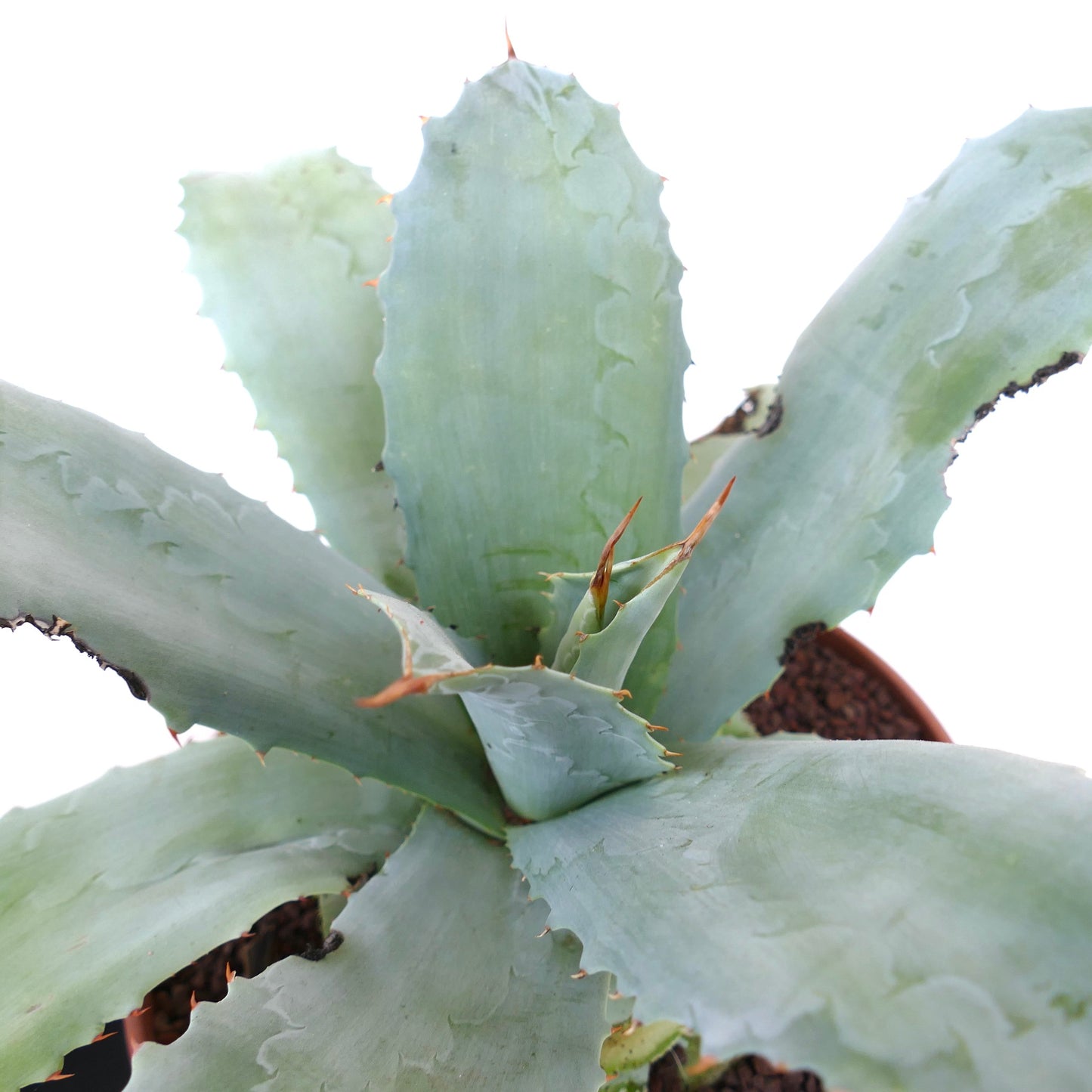 Agave ovatifolia X albescens (Mr. Corsi) CE71