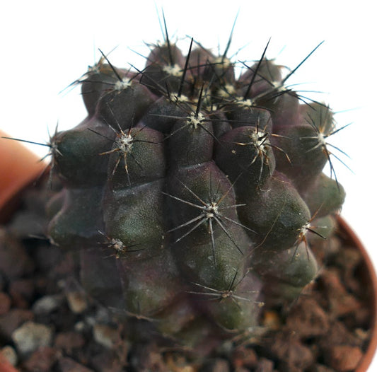 Copiapoa cinerea X humilis AB21