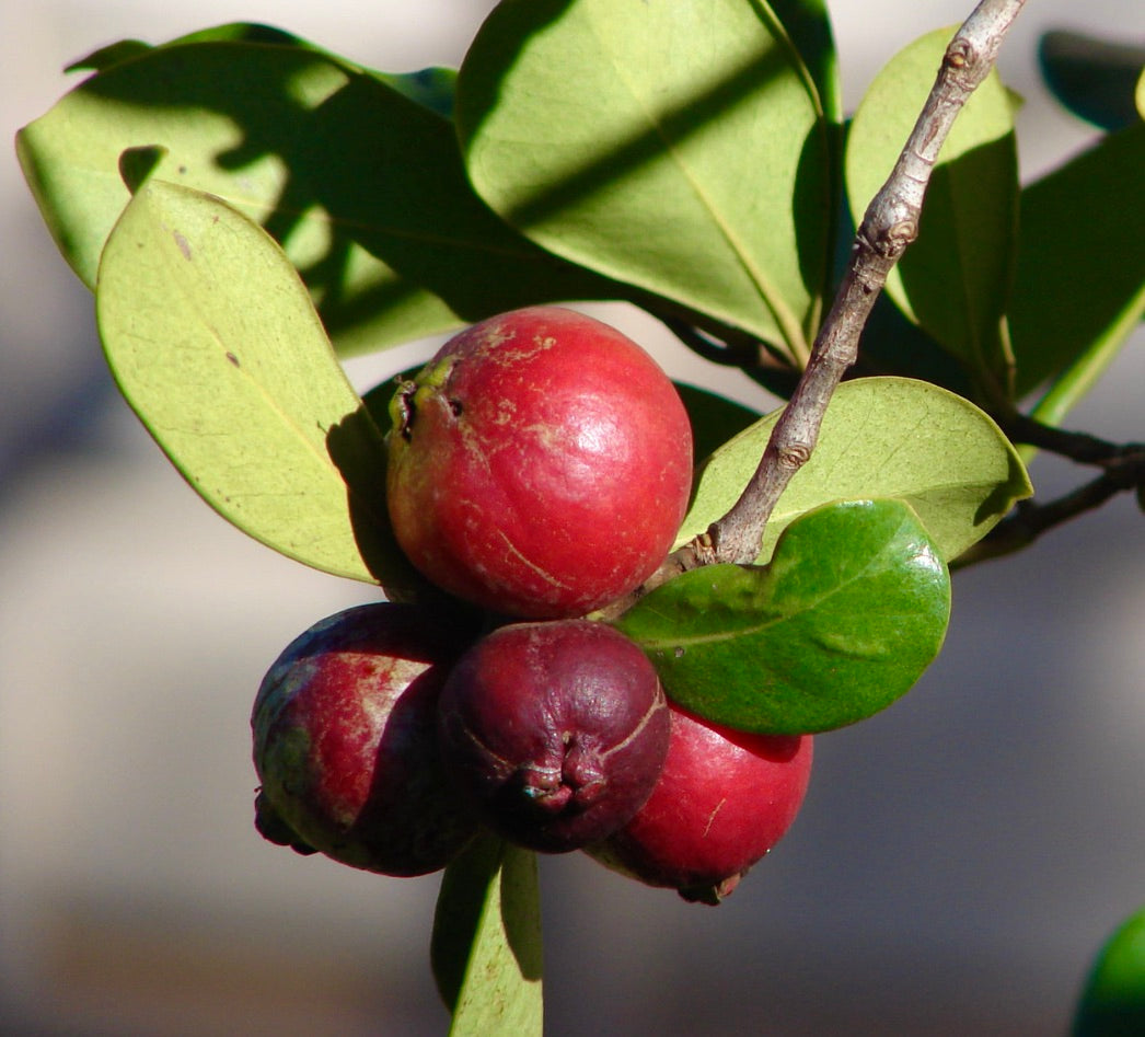 Psidium cattleianum RED 40-50cm