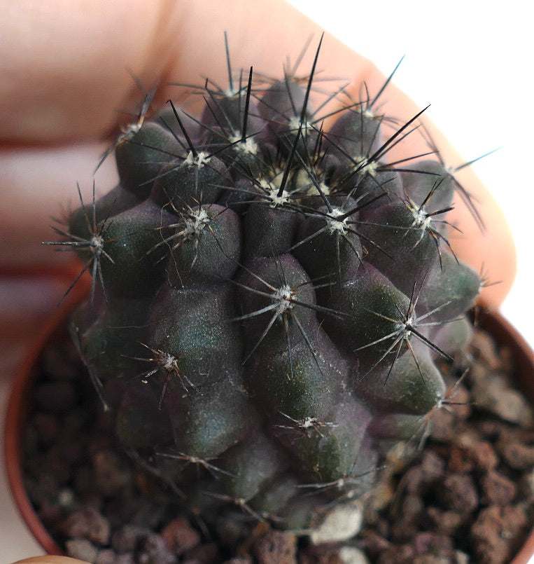 Copiapoa cinerea X humilis AB21