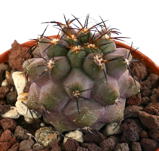 Copiapoa griseoviolacea X serpentisulcata J73