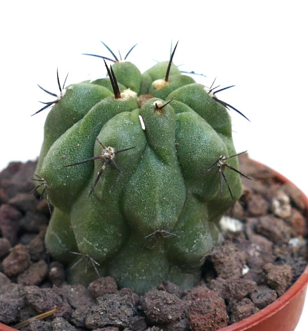 Copiapoa cinerea KIKKO GREEN X Copiapoa hypogaea RNM2