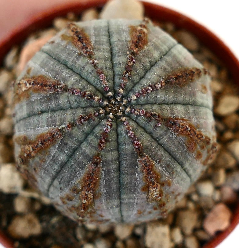 Euphorbia obesa BROWN LINES VER10