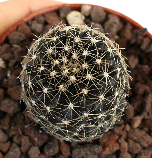 Copiapoa tenuissima SOUTH OF ANTOFAGASTA (CHILE) COP4