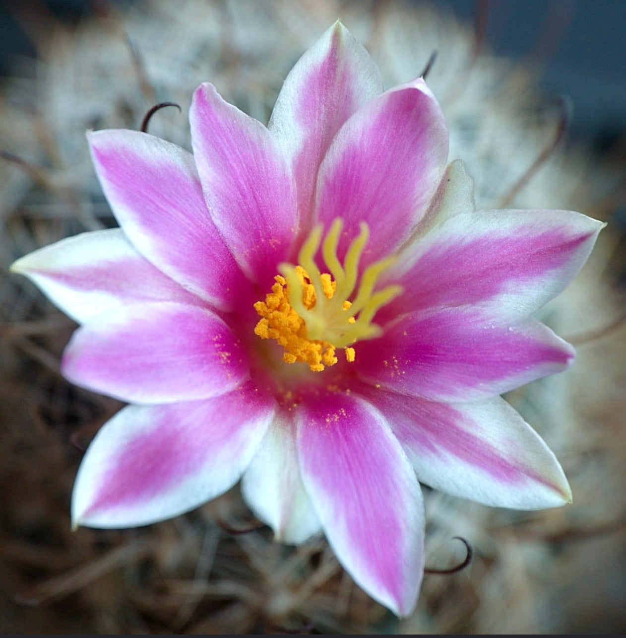 Mammillaria insularis SEMI