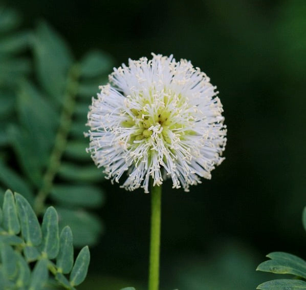 Leucaena leucocephala