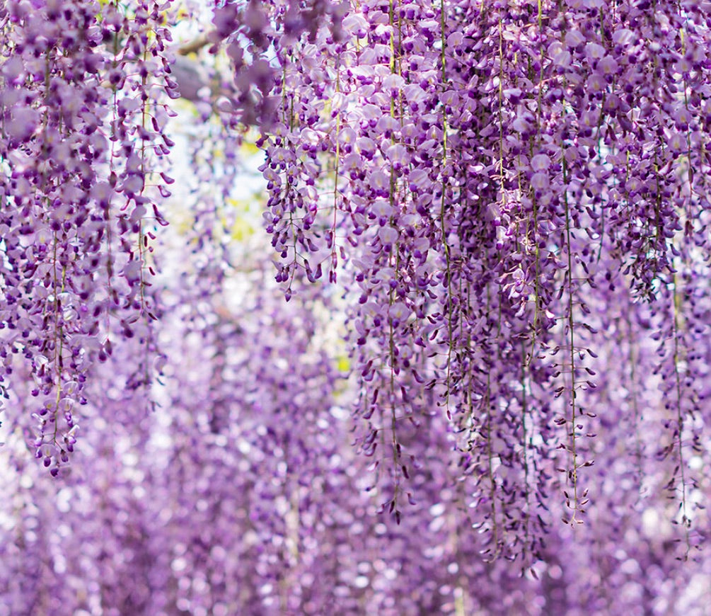 Wisteria sinensis var. communis