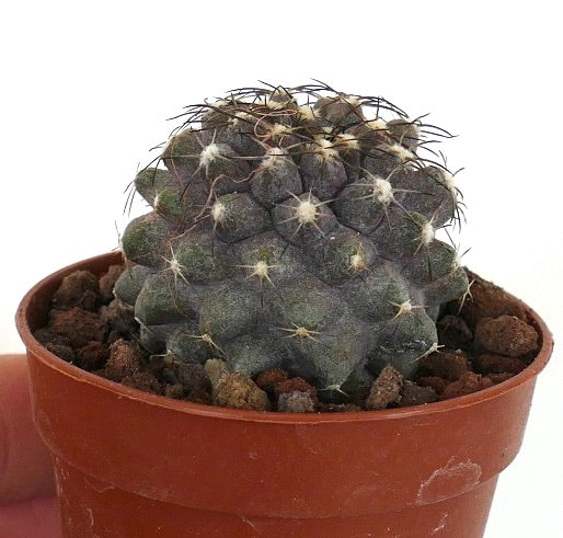 Copiapoa humilis TS9