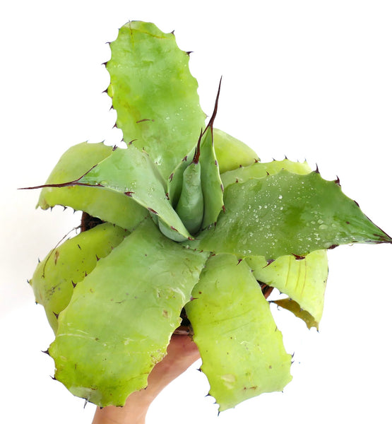 アガベ・パリー × アガベ・オヴァティフォリア（ミスター