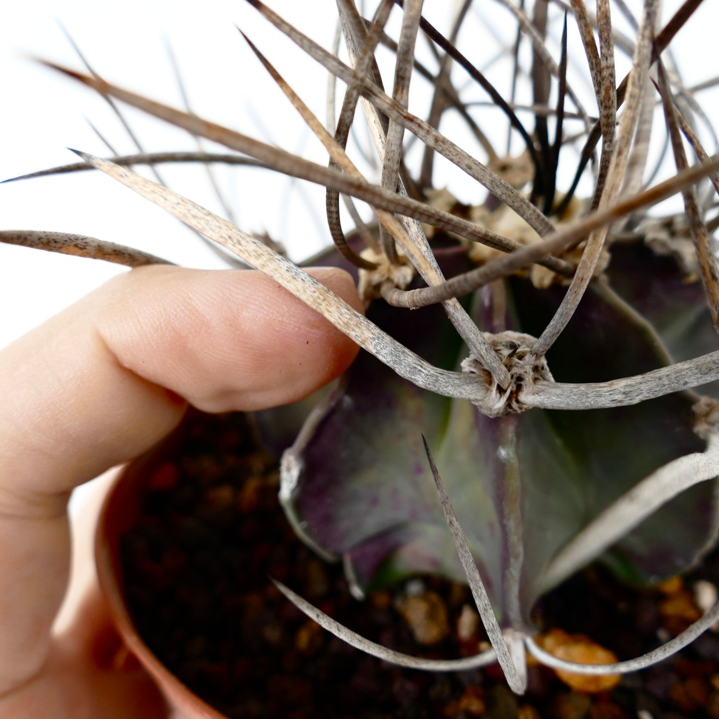 Astrophytum capricorne cv BUFFALO (syn. Taiho-gyoku) 75N