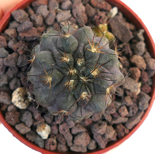 Copiapoa cinerea X Copiapoa serpentisulcata TSQ400