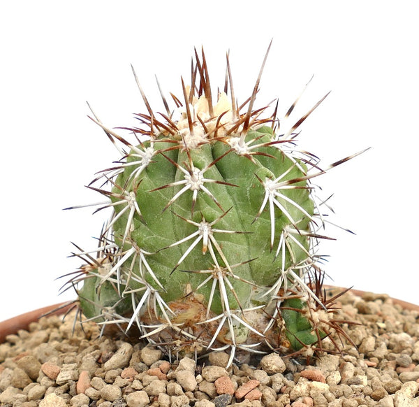 コピアポア　ソラリス　現地球① Copiapoa solaris コピアポア ソラリス 沙羅玉 ᴊᴏsʜᴜᴀ