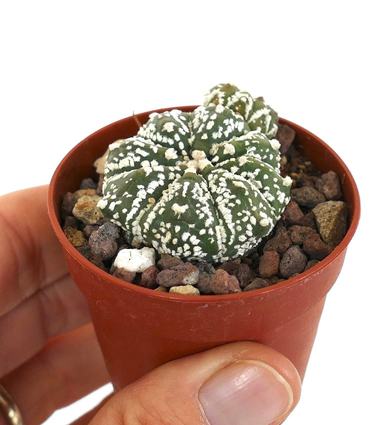 Astrophytum cv HANAZONO x SUPERKABUTO 7ZF