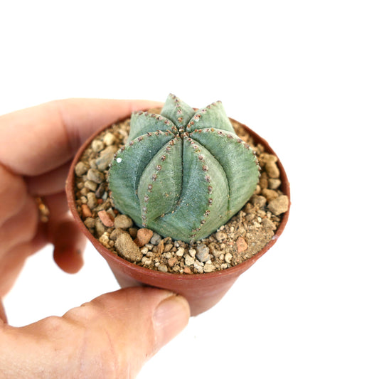 Euphorbia obesa X Euphorbia horrida 37MA