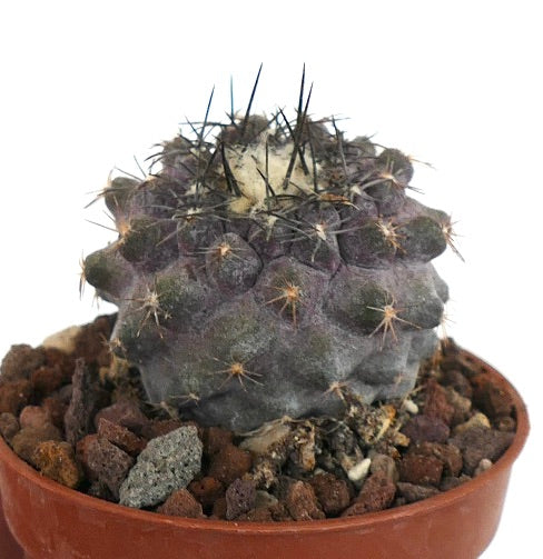 Copiapoa humilis P37