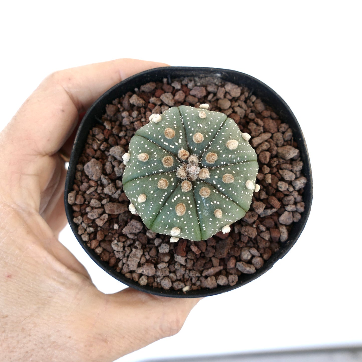 Astrophytum asterias subsp. tamaulipensis AN7