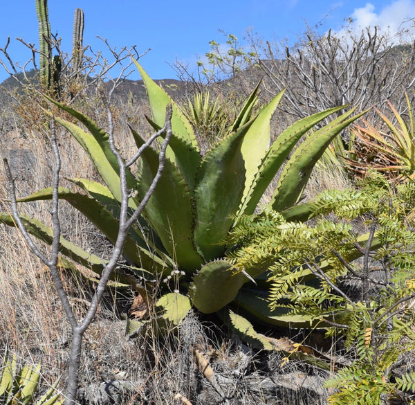 アガベ・サルミアナ ハイブリッド | 卓越した砂漠の美植物
